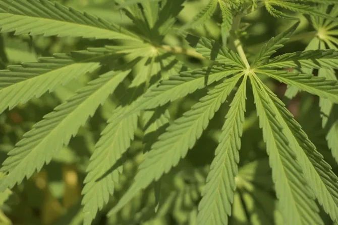 Католические епископы призывают голосовать "против" инициативы по марихуане во Флориде