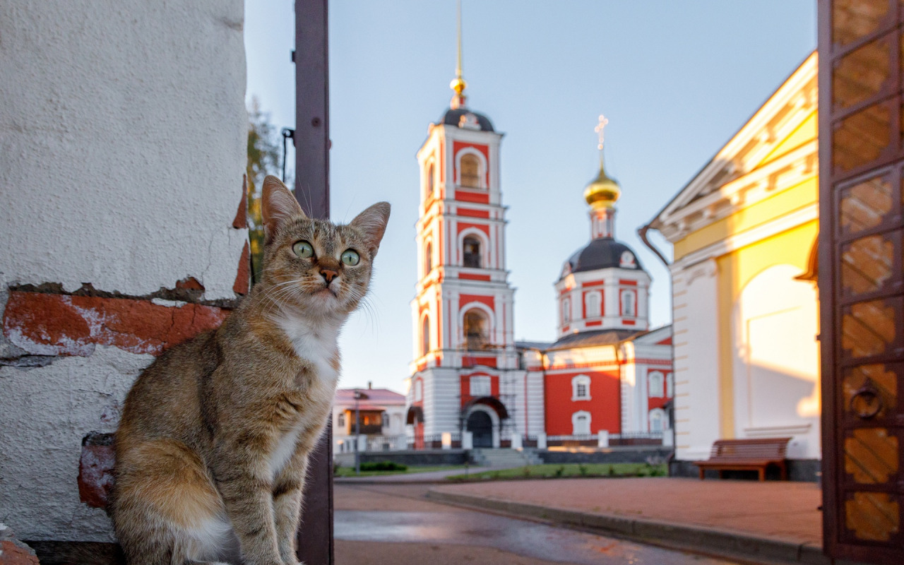 Почему собаке в храм нельзя, а кошке – можно