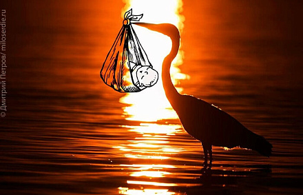 Священный Синод установил день особой молитвы о вразумлении имеющих намерение совершить убиение младенца во утробе