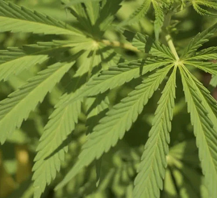 Los obispos católicos piden el "no" a la iniciativa sobre la marihuana en Florida