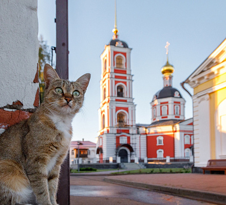 Zašto pas ne sme u hram, a mačka je dozvoljena