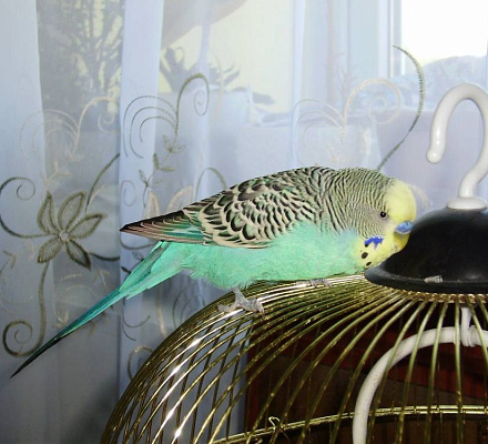 A un pappagallo è stata insegnata la preghiera di Gesù nello skete del monastero di Valaam