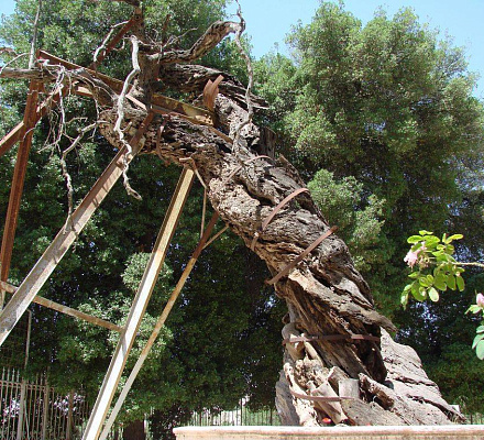I giovani germogli della quercia Mamvri continuano a crescere