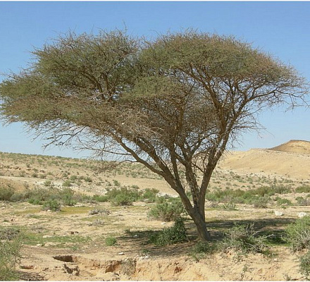 Das Pflanzenreich der Bibel