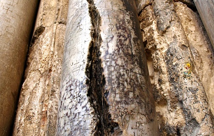 Columna cortada por el fuego bendito