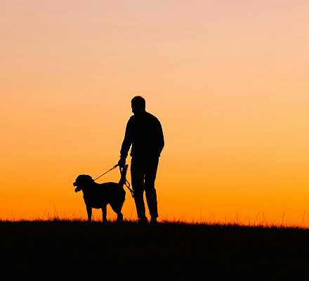 «Сердце, милующее всякую тварь». Нужно ли молиться о животных?