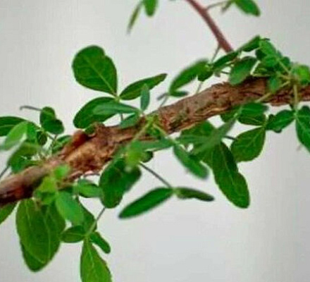 Израиль: из 1000-летнего семени ученые вырастили дерево, целебная смола которого упоминается в Библии