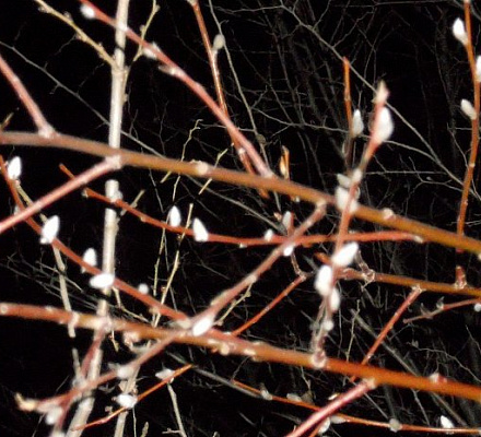 Nella festa dell'entrata nel tempio della Santissima Theotokos, fiorisce un salice