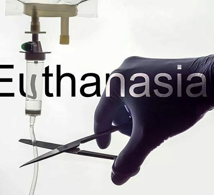 В Новой Зеландии число случаев эвтаназии за год выросло на 37%